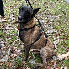 BELLA, Hund, Malinois in Calberlah - Bild 2