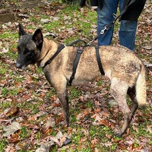 BELLA, Hund, Malinois in Calberlah - Bild 3