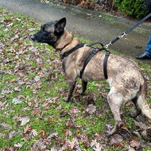 BELLA, Hund, Malinois in Calberlah - Bild 4