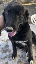 FIORIO, Hund, Mischlingshund in Griechenland