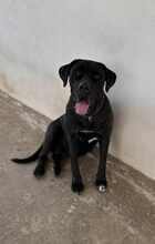 KIRA, Hund, Cane Corso in Italien - Bild 10