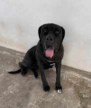 KIRA, Hund, Cane Corso in Italien - Bild 13