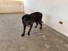 KIRA, Hund, Cane Corso in Italien - Bild 15