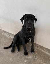 KIRA, Hund, Cane Corso in Italien - Bild 17