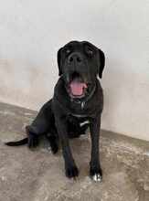 KIRA, Hund, Cane Corso in Italien - Bild 18