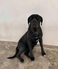 KIRA, Hund, Cane Corso in Italien - Bild 19