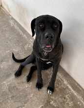 KIRA, Hund, Cane Corso in Italien - Bild 2