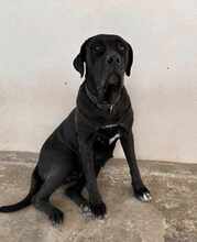 KIRA, Hund, Cane Corso in Italien - Bild 20