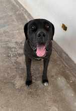 KIRA, Hund, Cane Corso in Italien - Bild 3