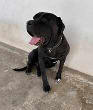 KIRA, Hund, Cane Corso in Italien - Bild 4