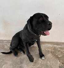 KIRA, Hund, Cane Corso in Italien - Bild 7