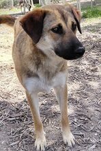 KIRA, Hund, Mischlingshund in Griechenland - Bild 13