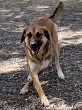 KIRA, Hund, Mischlingshund in Griechenland - Bild 14