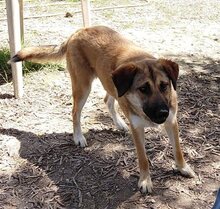 KIRA, Hund, Mischlingshund in Griechenland - Bild 15