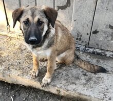 KIRA, Hund, Mischlingshund in Griechenland - Bild 3