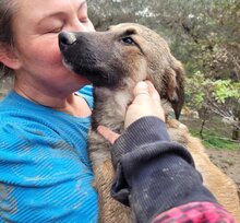 KIRA, Hund, Mischlingshund in Griechenland - Bild 4