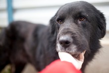 RUFUS, Hund, Mischlingshund in Rumänien - Bild 1