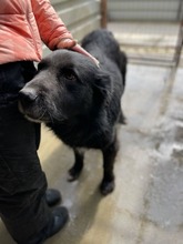 RUFUS, Hund, Mischlingshund in Rumänien - Bild 2