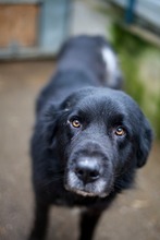 RUFUS, Hund, Mischlingshund in Rumänien - Bild 3