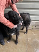 RUFUS, Hund, Mischlingshund in Rumänien - Bild 5