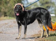 MARIA, Hund, Mischlingshund in Ungarn - Bild 2