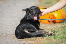 MARIA, Hund, Mischlingshund in Ungarn - Bild 4