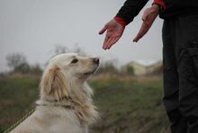 ZENO, Hund, Mischlingshund in Ungarn - Bild 2