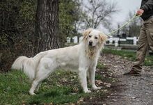 ZENO, Hund, Mischlingshund in Ungarn - Bild 4