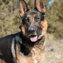 COCO, Hund, Deutscher Schäferhund in Spanien - Bild 1