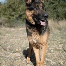 COCO, Hund, Deutscher Schäferhund in Spanien - Bild 2