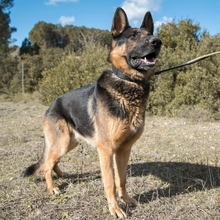 COCO, Hund, Deutscher Schäferhund in Spanien - Bild 3