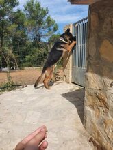 COCO, Hund, Deutscher Schäferhund in Spanien - Bild 6