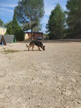 COCO, Hund, Deutscher Schäferhund in Spanien - Bild 7