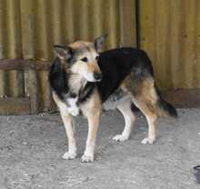 KARINA, Hund, Mischlingshund in Rumänien - Bild 3