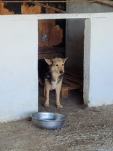 KARINA, Hund, Mischlingshund in Rumänien - Bild 6