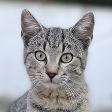 WITTA, Katze, Hauskatze in Griechenland