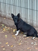 MERESZ, Hund, Mischlingshund in Vollersode - Bild 2