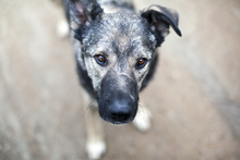 TESORO, Hund, Mischlingshund in Rumänien - Bild 1