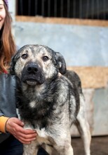 TESORO, Hund, Mischlingshund in Rumänien - Bild 2