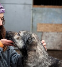 TESORO, Hund, Mischlingshund in Rumänien - Bild 3