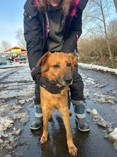 ZSÖMI, Hund, Deutscher Schäferhund-Mix in Ungarn - Bild 1