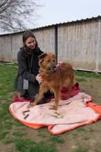 ZSÖMI, Hund, Deutscher Schäferhund-Mix in Ungarn - Bild 4