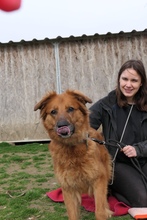 ZSÖMI, Hund, Deutscher Schäferhund-Mix in Ungarn - Bild 6