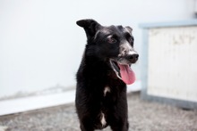 BELLA, Hund, Mischlingshund in Rumänien - Bild 2