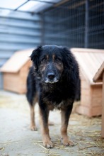 BENNI, Hund, Mischlingshund in Rumänien - Bild 4