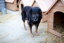 BENNI, Hund, Mischlingshund in Rumänien - Bild 5