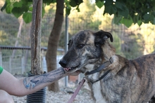 TIGRE, Hund, Mischlingshund in Spanien - Bild 12