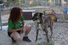 TIGRE, Hund, Mischlingshund in Spanien - Bild 3