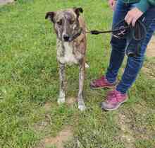 TIGRE, Hund, Mischlingshund in Spanien - Bild 4