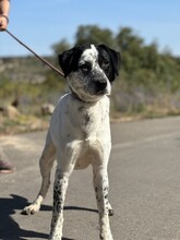 DANTE2, Hund, Affenpinscher in Spanien - Bild 1